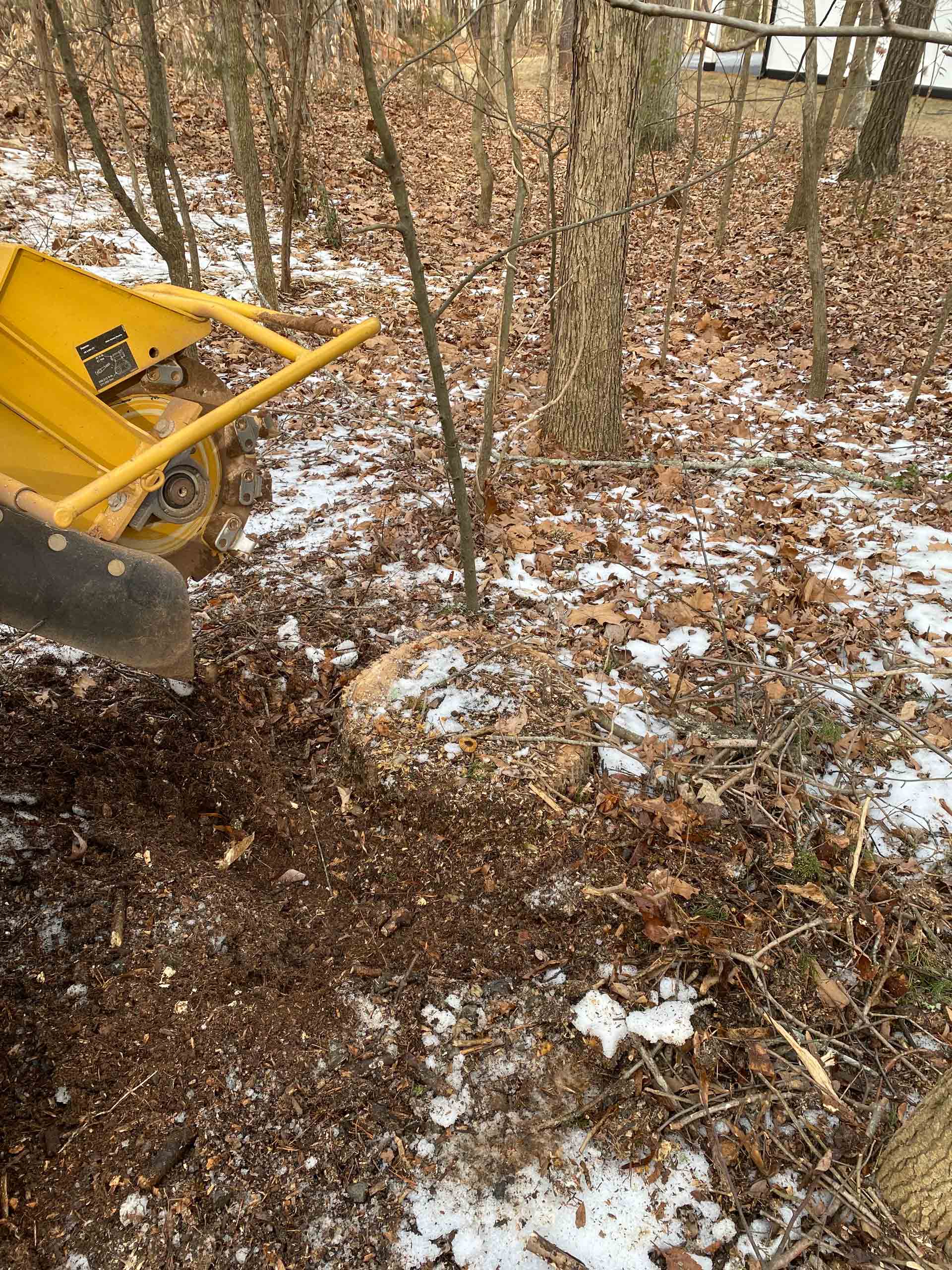 Do You Need Root Chasing After Stump Grinding?