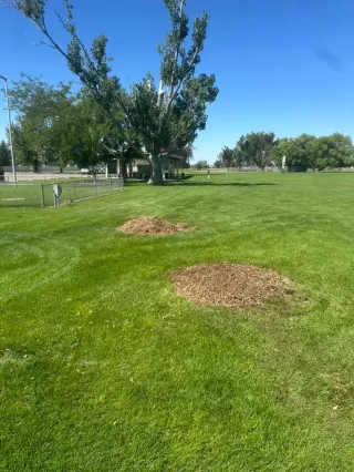 What Happens Underground After Stump Grinding?