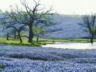 How Ennis Became Texas's Official Bluebonnet City