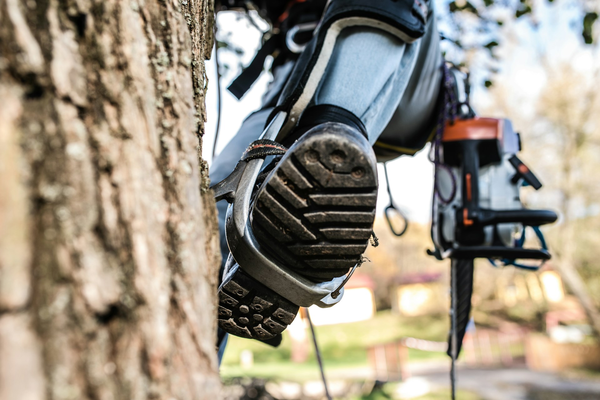 Sioux City Tree Preservation: Cabling, Root Care, or Soil Treatment