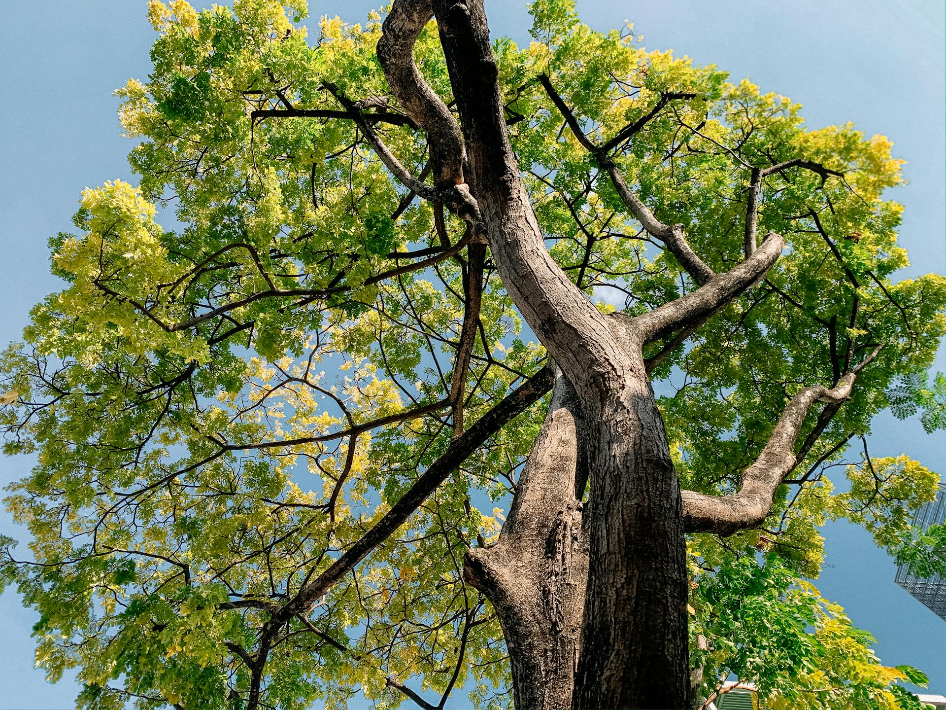 Navigating Tree Services In Sioux City This Summer