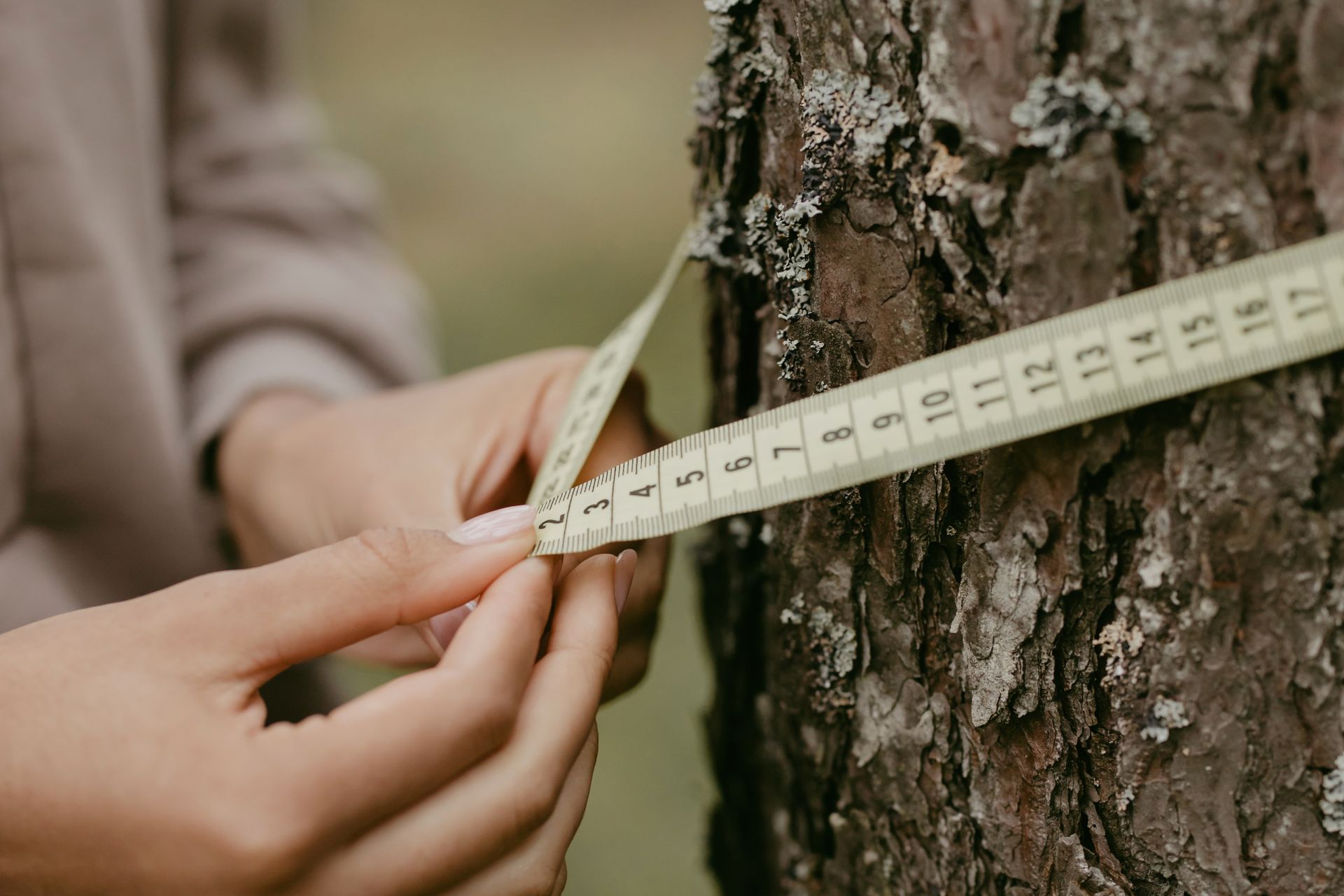 How Regular Tree Check-Ups Help Property Safety