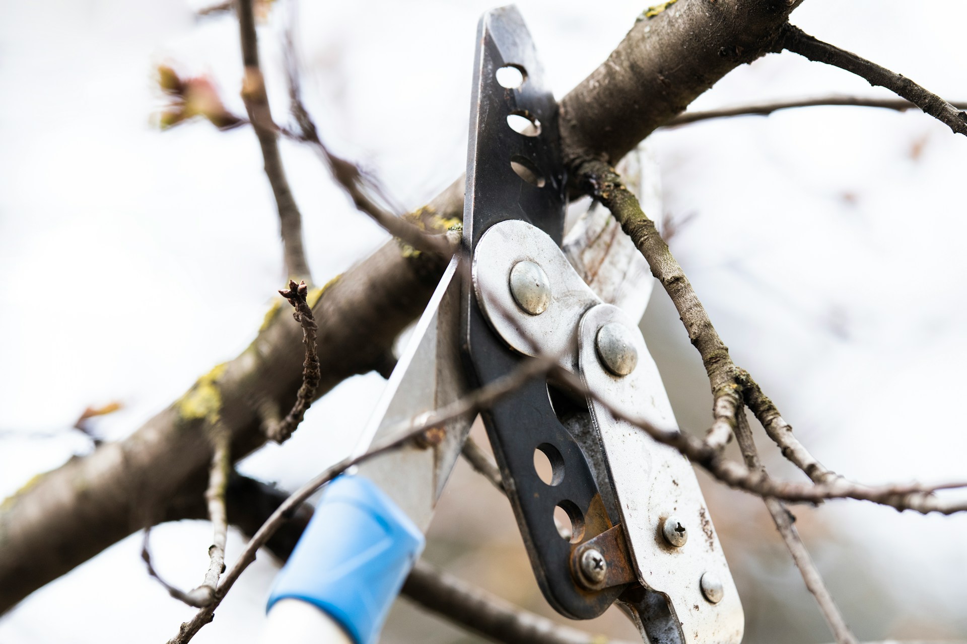 Common Tree Pruning Myths in Sioux City Home Yards