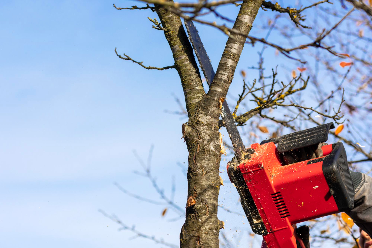 Sioux City Pre-Listing Tree Trimming Checklist