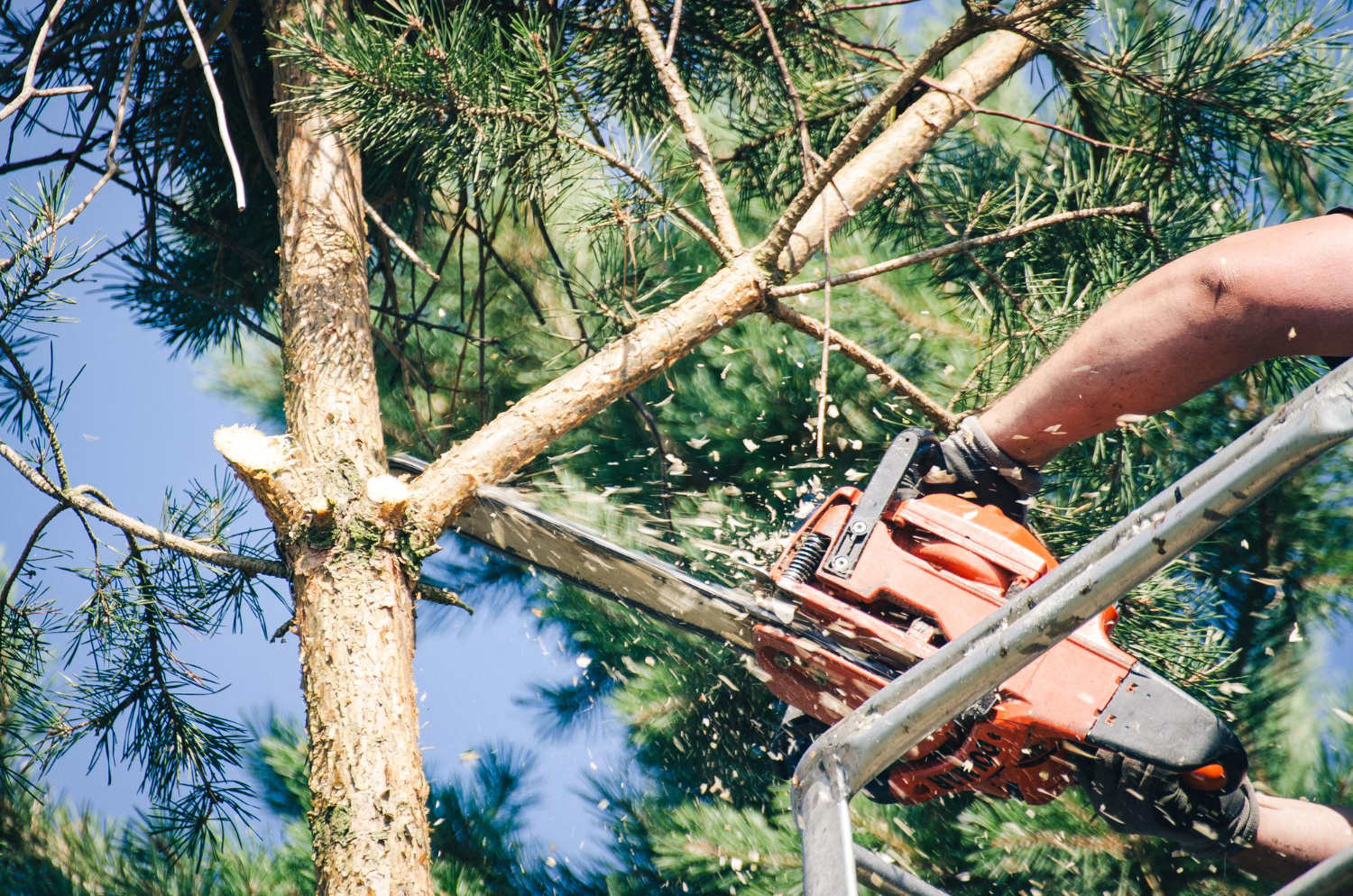 Why Timely Tree Limb Removal Matters in Fall