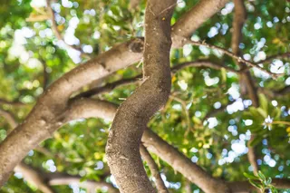 Local Tree Trimming Service Choices That Protect Sioux City Homes