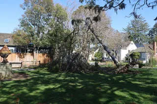 Emergency Tree Service in Sioux City: What Happens on Arrival