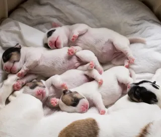 The First 8 Weeks: Why a Puppy’s Early Life Shapes Everything