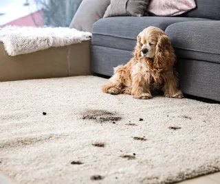 Permanent Pet Stains and Odor Removal: For Kansas City Homeowners