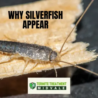 Silverfish Pest Control: Why Silverfish Appear in Bathrooms and Kitchens