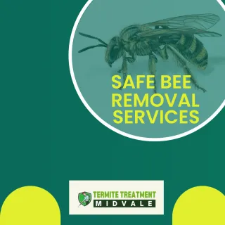 Safe Bee Removal Services Without Harm to Nature