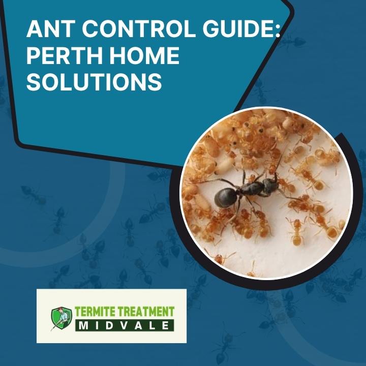 Ant Control: Complete Guide to Getting Rid of Ants for Good (Perth Guide)