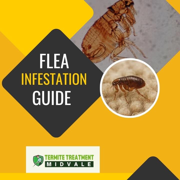Flea Infestation: How to Eliminate Fleas and Keep Them Away