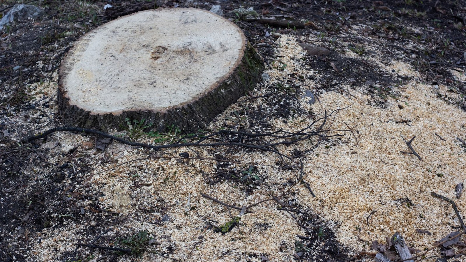 Stump Grinding or Full Extraction? What Each One Costs You Down the Road on Middle Tennessee Land