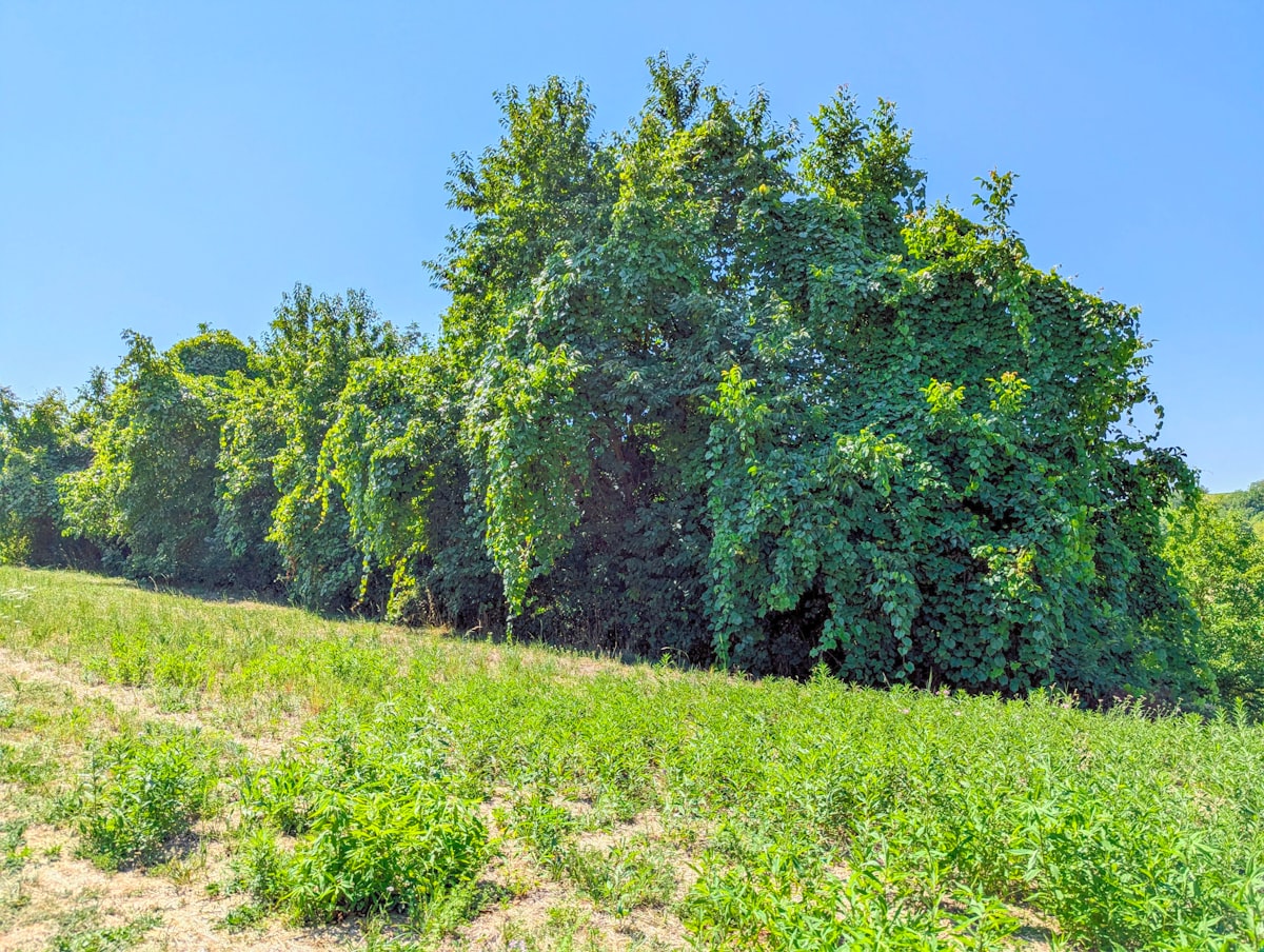 Walk the Acreage Before You Close: The Excavation Red Flags Raw-Land Buyers in Maury and Marshall County Miss