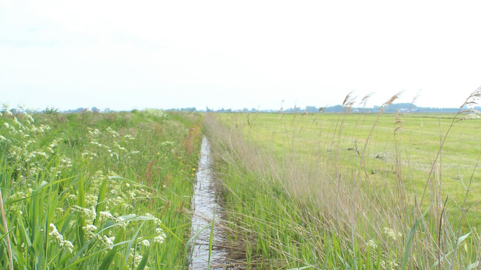Dry Beds and Swales: How to Move Water Off a Pasture or Driveway Without Digging a Pond