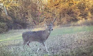 Adams County Illinois Hunting Land — The Western Tier County That Borders Missouri