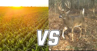 Why Recreational Land Taxes Are Higher Than Farmland in Illinois