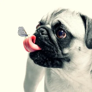 Discover the Best Dog Calming Supplements for Anxiety Relief in 2026