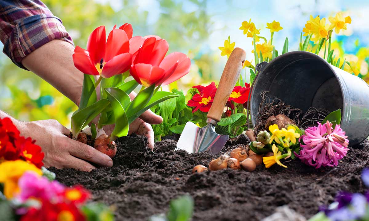 Want to learn how to Gardening without pain. 