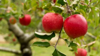 Stop Polishing the Apples: The Real Reason Your Results Won't Change