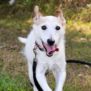 Does My Dog Need to Sit Still for a Pet Phot