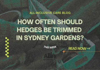 🌿 How Often Should Hedges Be Trimmed in Sydney Gardens?