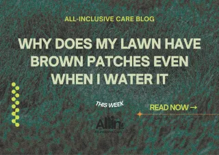 🌱 Why Does My Lawn Have Brown Patches Even When I Water It?