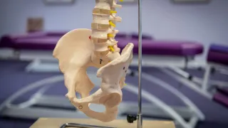 How Do I Verify Someone Is a Legitimate Chiropractor?