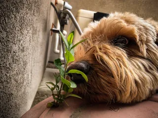 Growing Out of the Broken Pot