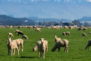 The "Survivalist" Shepherd