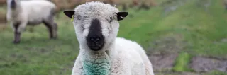Choosing the Right Sheep Breed