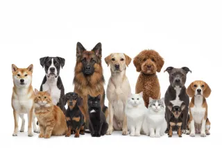 Paws, Claws & Coverage: Why Renters with Pets Need Insurance