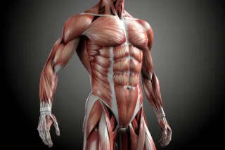 The Science of Core Activation During Walking and Running