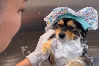 Pet Health & Hygiene