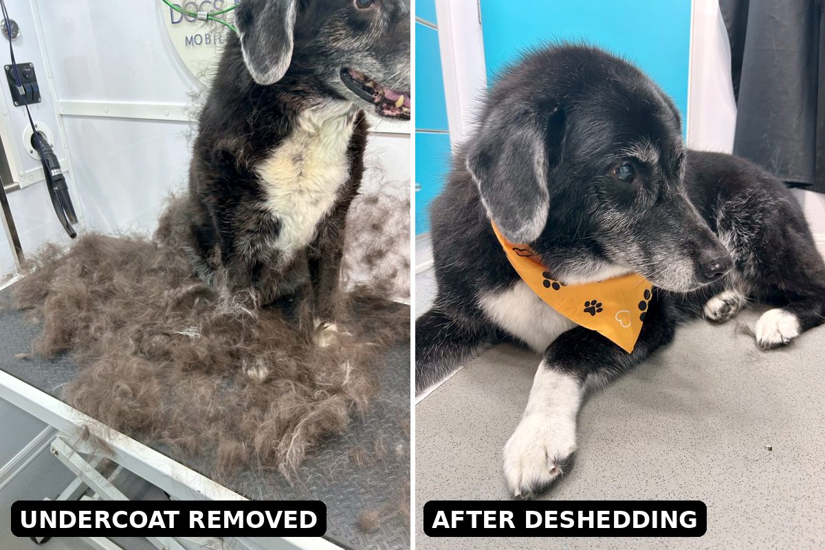 Dog Deshedding in Gwinnett County: What It Is & Why It Works