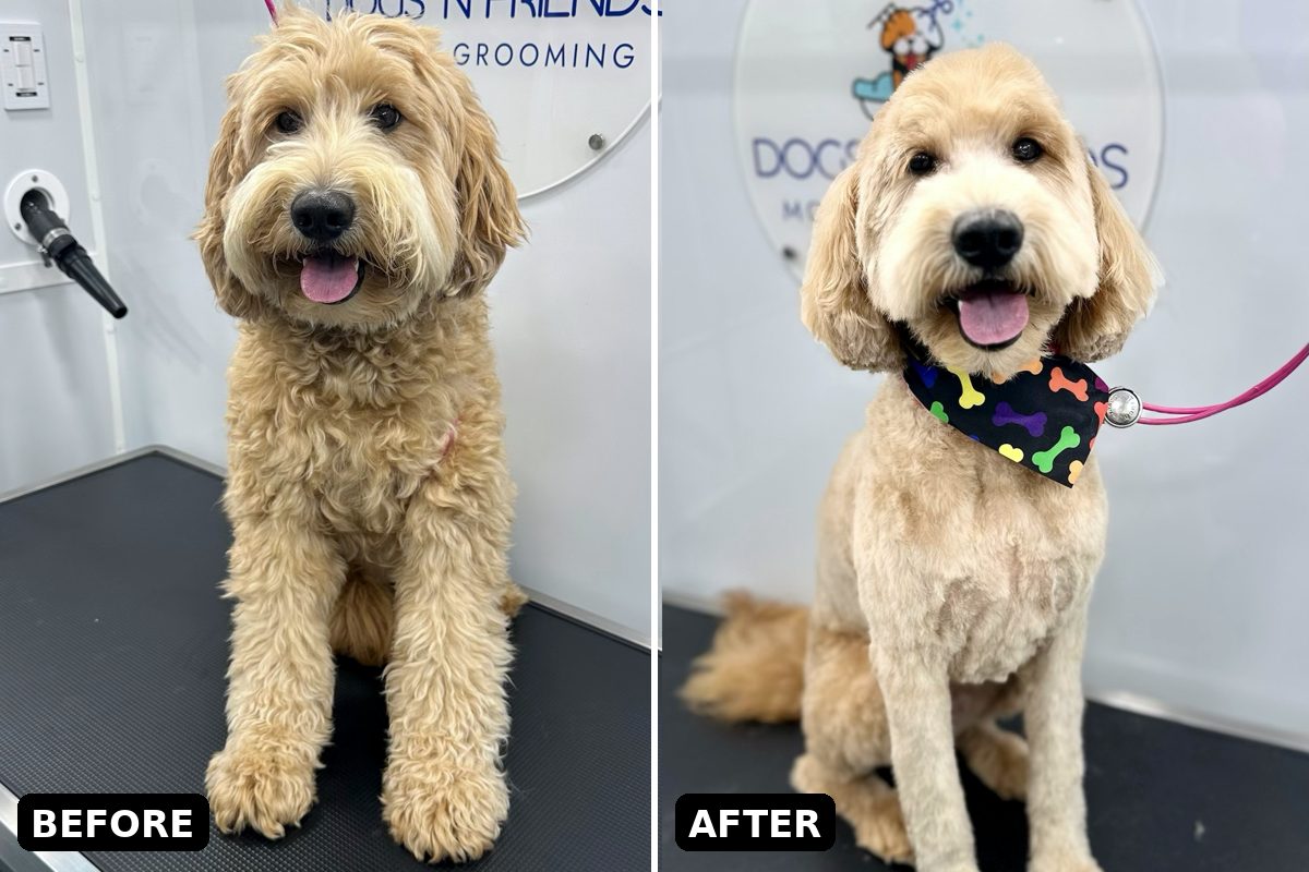 How Often Should You Groom Your Dog? A Guide by Coat Type