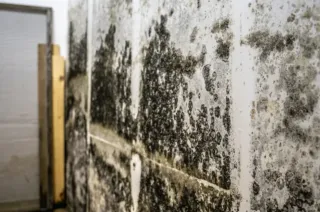 Top 5 Places Mold Loves to Hide (and How We Find It)