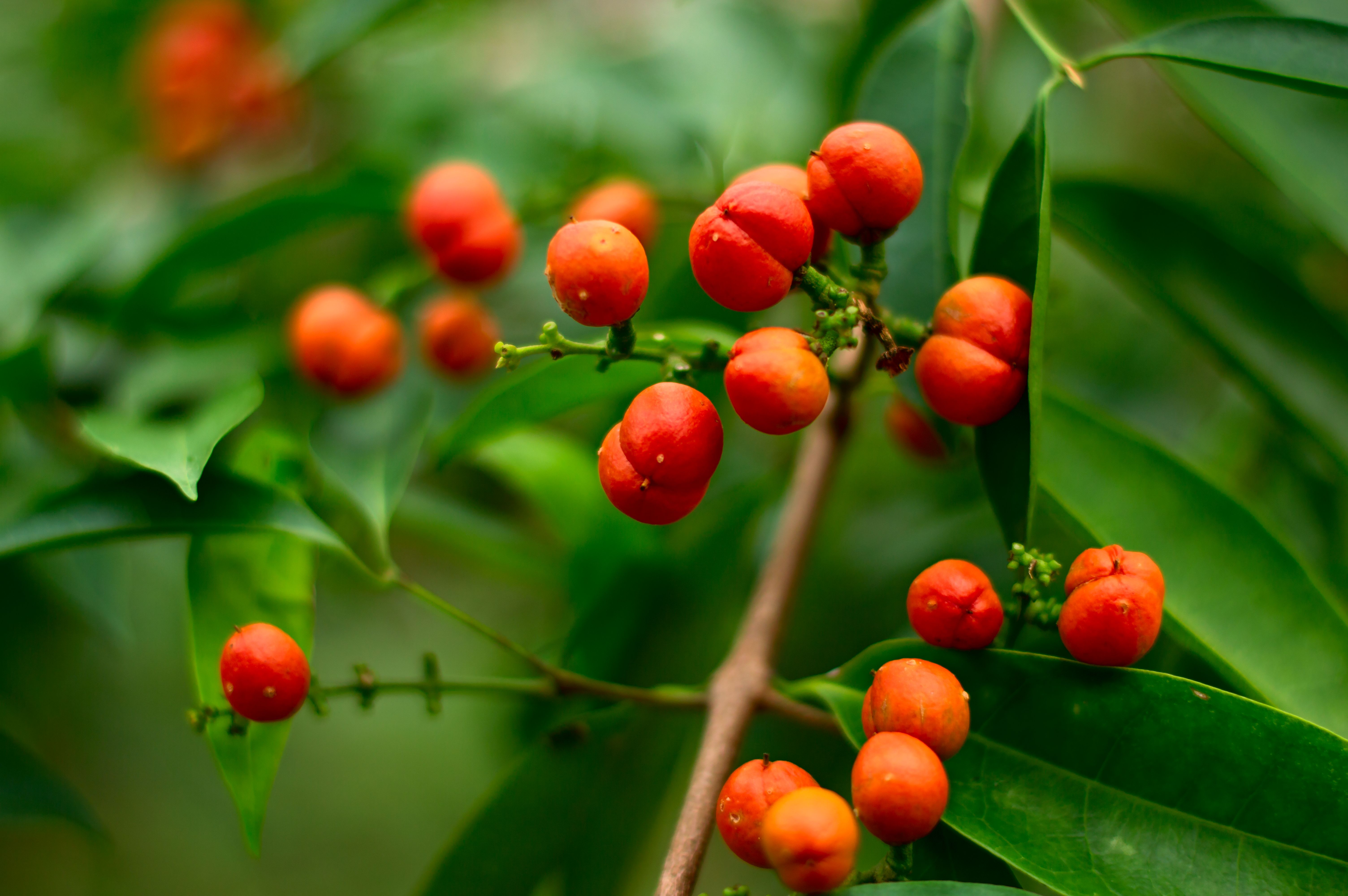 Blushwood Health Review: Is This Rainforest Berry Extract Worth the Hype?