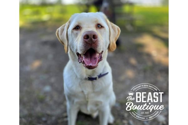 How to Keep Your Dog Safe and Reduce the Risk of Losing Them