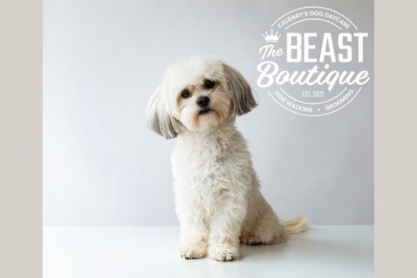 World Spay Day: A Simple Choice That Protects Your Dog’s Health