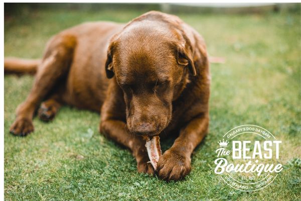 Baker and the “If It Fits, It Goes” Rule: What to Do When Your Dog Eats Something They Shouldn’t