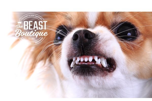 A Yellow Dog with a Black Eye: What to Do After a Dog Fight