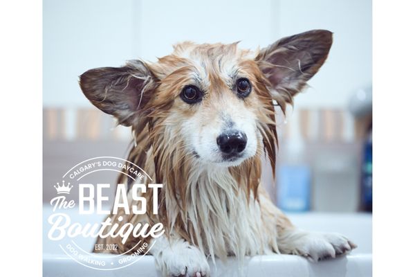 Average Dog Grooming Prices by Breed Size