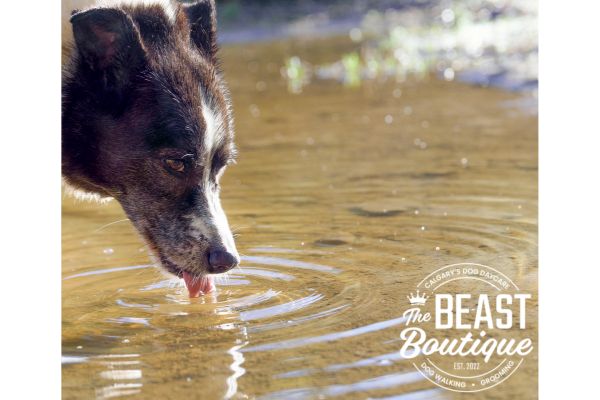 8 Signs Your Dog is Dehydrated
