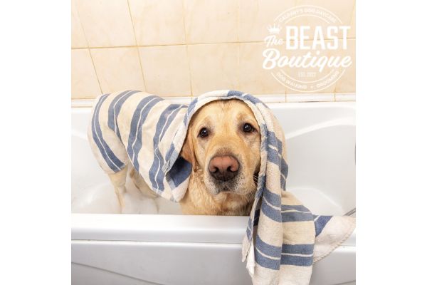At-Home Grooming: Essential Tips for Keeping Your Dog Looking and Feeling Their Best