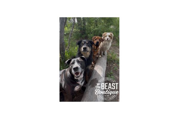 6 Benefits of Daycare for Dogs