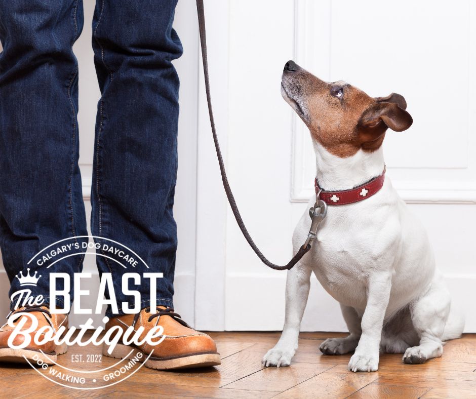 Learn why handling tolerance is an essential life skill for dogs and how training builds confidence and safety.