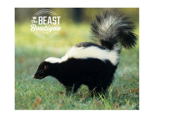 My Dog Got Sprayed by a Skunk—Now What?