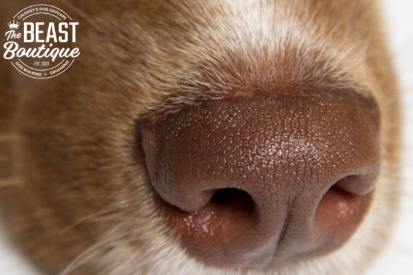 8 Brain Games for Your Dog